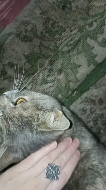 Котятки в сарае смотреть онлайн