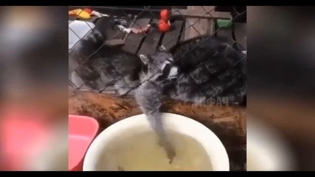 СМЕШНЫЕ ДРУЗЬЯ ЖИВОТНЫЕ 😹! ПРИКОЛЫ ! FUNNY ANIMALS 2020! смотреть онлайн