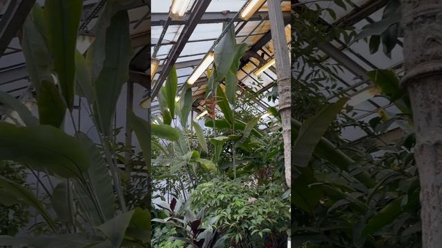 #botsad_spb #ботаническийсад Тропический маршрут 🌿🪴 #сан? смотреть онлайн