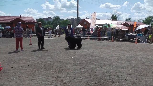 IMGA0015 моно КЧК Догсити 23.06.2024 - все классы