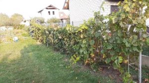 Как посадить виноград. Результат двух разных способов