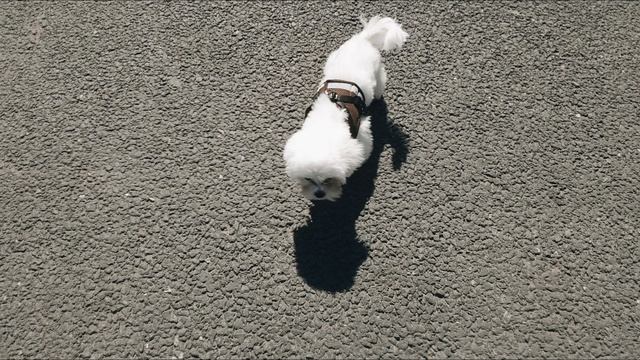 80 лет Великой Победе (репетиция шоу)  #vivox200pro  #mcpro24fps #россия #zov #9Мая #ВОВ