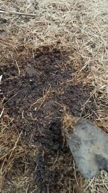 Лучшая подкормка для кур👌 смотреть онлайн