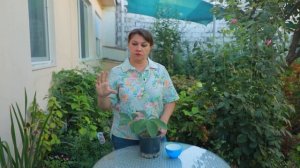 Удобрение морозника