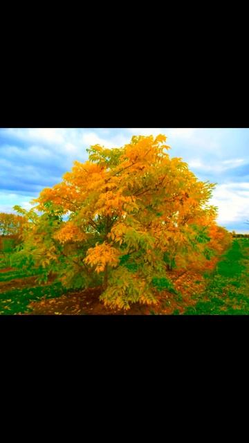 Последний опрос из раздела "лиственные декоративные". смотреть онлайн