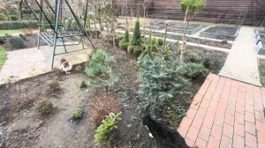 КЕДР И ПИХТЫ НА ШТАМБЕ? ЛЕГКО! ОСОБЕННОСТИ СТРИЖКИ ПО П