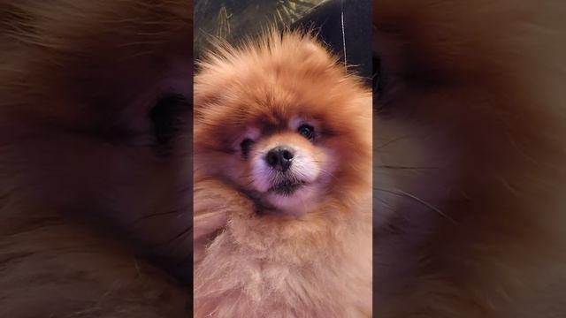 Шпиц-Попрошайка смотреть онлайн