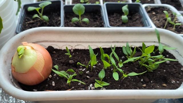 Погода чудит. Что взошло ? Уход за рассадой овощной и ц? смотреть онлайн