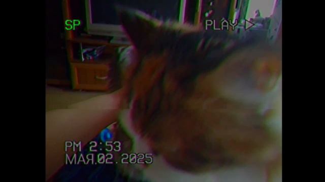 Я гладил кошку и мама кормили его это хороший был 🐱🐱🐱 VHS 2025 смотреть онлайн