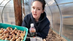 Как посадить лук на зелень ранней весной в теплице