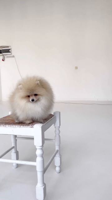 Померанский шпиц мальчишка 3.5 месяца в поиске семьи . Есть доставка