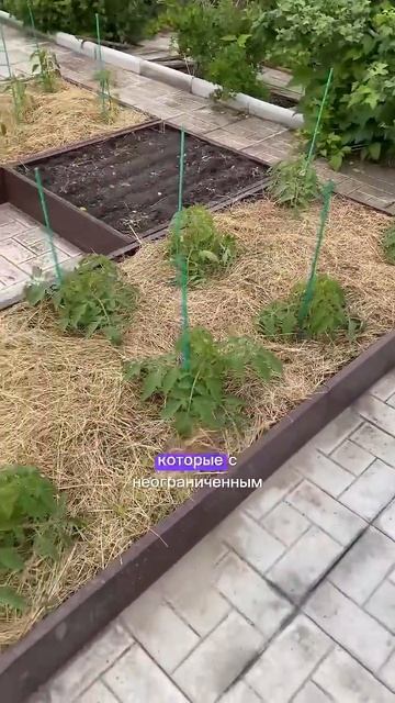 90. 26.06.2024 #сад #огород #дача #рассада #теплица смотреть онлайн