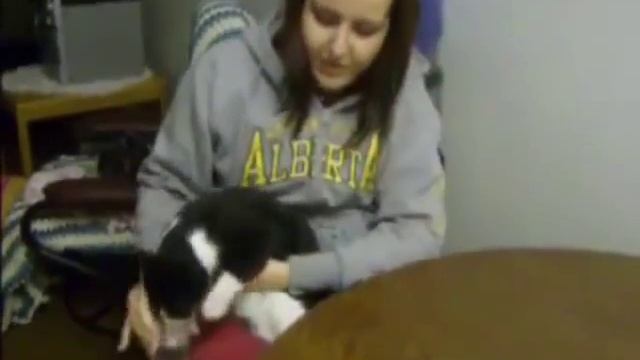 Прикольные видео с кисками. смотреть онлайн