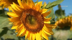 Подсолнух: Интересные факты, которые вы не знали 🌻