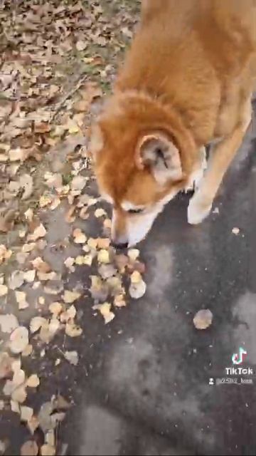 ТикТок Хатька на прогулке