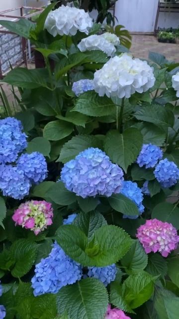 Гортензия крупнолистная саженцы в наличии 8-918-105-60-69💙? смотреть онлайн