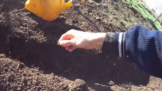 Выращиваю УКРОП🌱Fennel на Даче - сажаем⛏️правильно (мо? смотреть онлайн