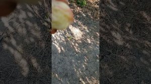 персик инжирный сорт Владимир