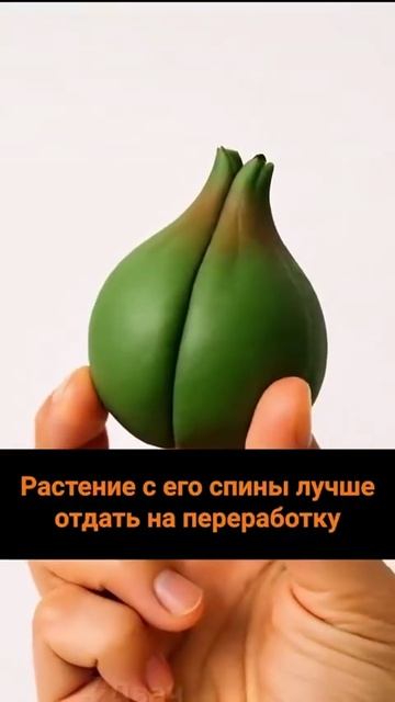 ГОТОВИМ БУЛЬБАЗАВРА ПО-ГОНКОНГСКИ