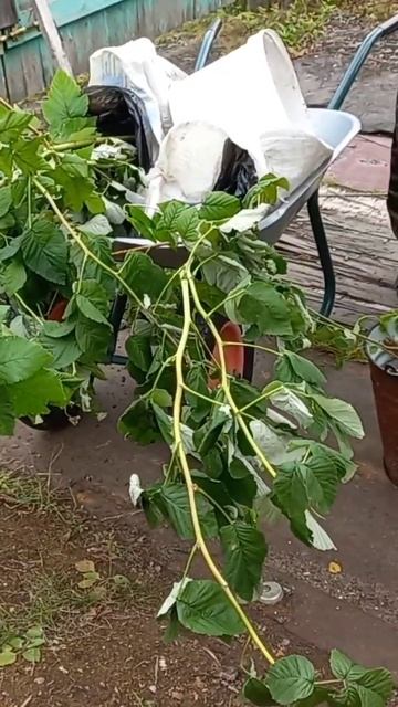 привезли саженцы,и см полный Влог от 08.09.22 ерша потолще смотреть онлайн