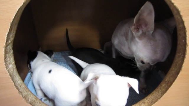 Perro dog CHIXUAXUA ,собака Чихуахуа www.Sphynx.TV смотреть онлайн