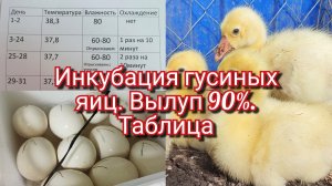 Простая таблица инкубации гусиных яиц. Инкубация гусей