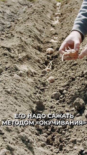 📍Что сажать в марте #новости #рек смотреть онлайн