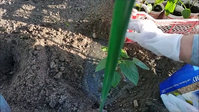 Посадка перцев в открытый грунт смотреть онлайн