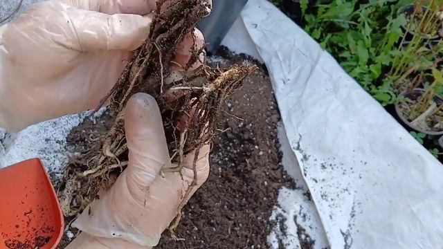 11 сентября 2024 г. Альстромерия, пересадка и деление. смотреть онлайн