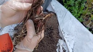 11 сентября 2024 г. Альстромерия, пересадка и деление.