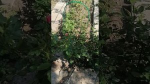 Розы Спрей. Роза Шани, Морковный спрей,,,,,,,