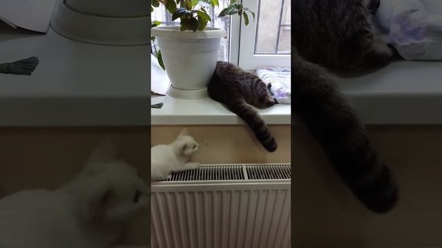 Наша новая воспитанница играет с Тигруней