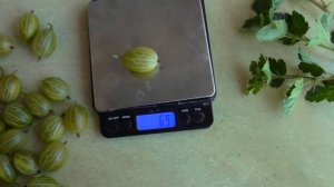 НОМЕРНАЯ ФОРМА  4-24.  Крыжовник с отличным вкусом. / Колл