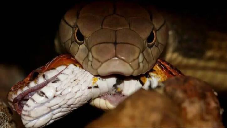 Кобра против питона. Кто сильнее？