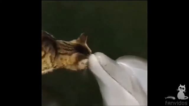 FANVIDOS приколы с котами (DEADPOOL) смотреть онлайн