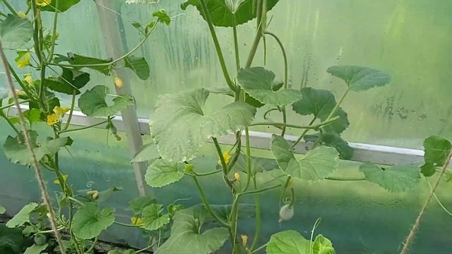 Завязались ДЫНИ в Теплице сорта ЛЮКС 87!!! Моя ХАРАКТЕР смотреть онлайн