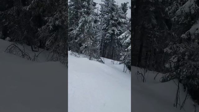 Тростян Славское 2019