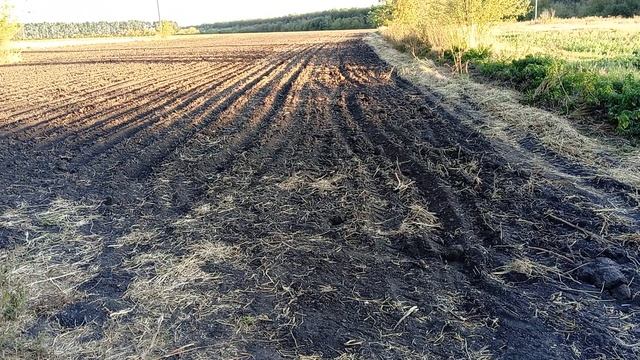 выскочила проблема при посадке чеснока смотреть онлайн