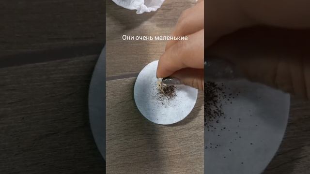 Сею эустому из домашних семян # семена больше не покуп смотреть онлайн
