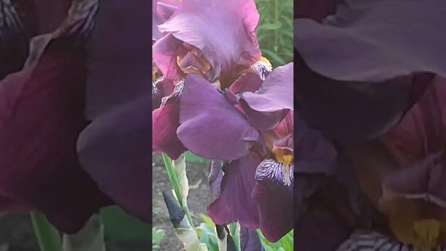 Май на Кубани🌻🌻🌻. Живём в Краснодарском крае смотреть онлайн