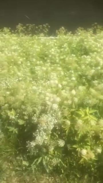 Андрей Туманов. Неистребимая сныть смотреть онлайн