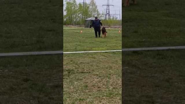 1 Отл. КЧК Рыжая Бестия ХАЛК Лучшая защита! №100 / КЧК ЧЕЛЯБИНСК 3 мая`25 I.Radulovic Моно нем.овч.