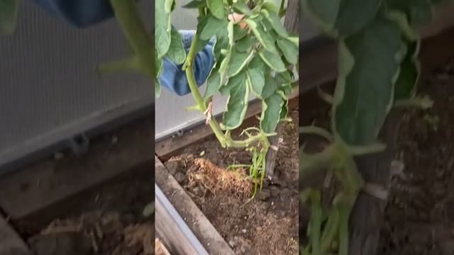 Кисть томата в 7,5 кг! смотреть онлайн