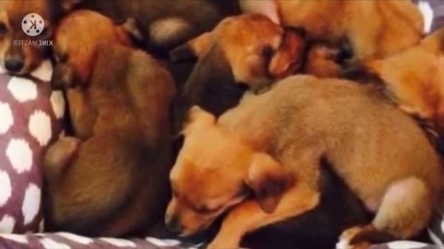 Семья нашла в лесу коробку с надписью: «Пристрелить». ? смотреть онлайн