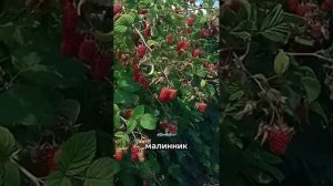 Как избавиться от малинового жука? Простые и мощные ме