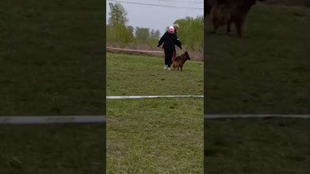 2 Отл. СС IVANKA v. Unity Hof +++ №117 / КЧК ЧЕЛЯБИНСК 3 мая`25 I.Radulovic Моно нем.овчарок