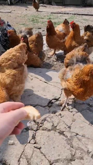 Куриная суета [Звуки курицы] - Насекомышки #насекомышк? смотреть онлайн