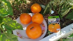 обзор томата,, топ модель,, остаётся в любимчиках 🍅☺