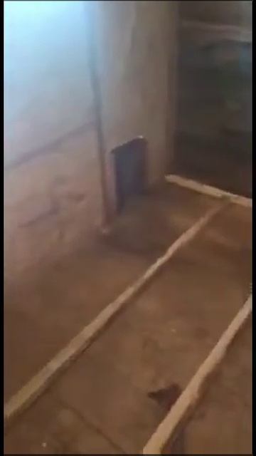 Курятник(1) смотреть онлайн