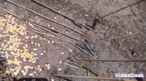 АХОТА БЕЗ РУЖЬЯ НА ФАЗАНА. ЛОВУШКИ СВОИМИ РУКАМИ В ДОМ?